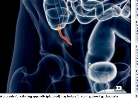実は不要ではなかった「盲腸」！ 進化の過程で淘汰されていないのは、実は善玉菌の貯蔵庫だから？の画像1