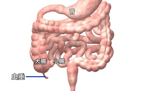 実は不要ではなかった「盲腸」！ 進化の過程で淘汰されていないのは、実は善玉菌の貯蔵庫だから？の画像2