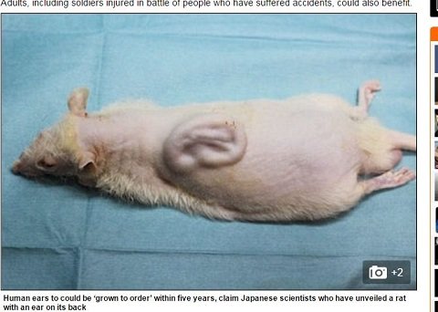マウスの背中で人間の耳を培養！ 研究者「5年以内に実用化できる」の画像1