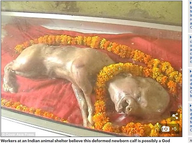 インドで完璧なる人面牛誕生、ヒンドゥー教のヴィシュヌ神の化身か!? 祝福を求めて信者殺到、寺院建立も決定する大フィーバー！の画像1