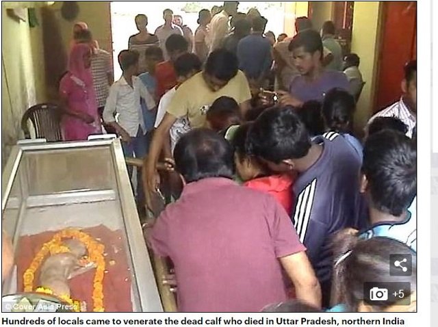 インドで完璧なる人面牛誕生、ヒンドゥー教のヴィシュヌ神の化身か!? 祝福を求めて信者殺到、寺院建立も決定する大フィーバー！の画像2