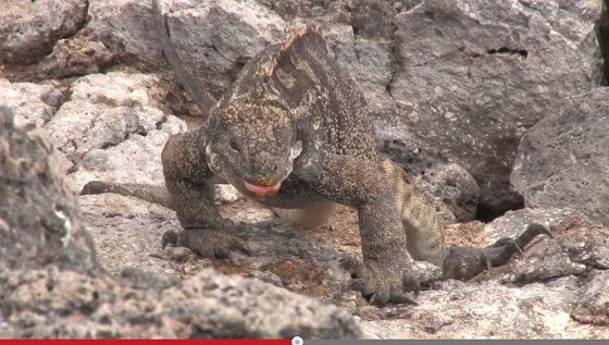 地球温暖化によってハイブリッド動物が増加！繁殖能力ないイグアナも？の画像1