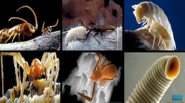 550万年も封印されていた「モビル洞窟」がヤバすぎる！ 独自の生態系と謎の生物48種が暮らす地底の異世界の謎＝ルーマニアの画像4