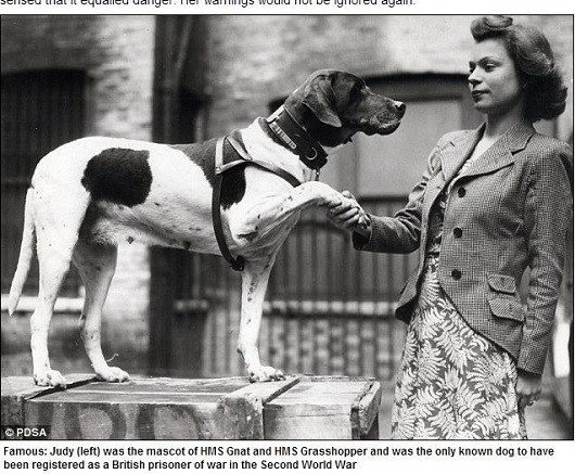 軍艦任務から日本軍捕虜キャンプを生き延びた軍用犬ジュディの感動ストーリーの画像1