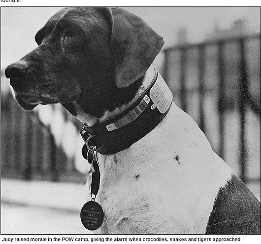 軍艦任務から日本軍捕虜キャンプを生き延びた軍用犬ジュディの感動ストーリーの画像2