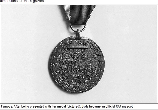 軍艦任務から日本軍捕虜キャンプを生き延びた軍用犬ジュディの感動ストーリーの画像3