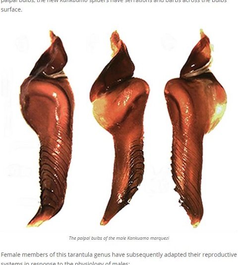 トゲだらけのパルパルバルブ（生殖器）を持つ新種タランチュラが出現！ 振り回せば武器になる凶悪すぎる股間＝コロンビアの画像3