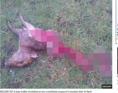 「ネコがあなたを殺そうとしている8つのサイン」！ カーテンの後ろに潜んでいる時は殺害準備、超獰猛なキラー・キャットも！の画像2