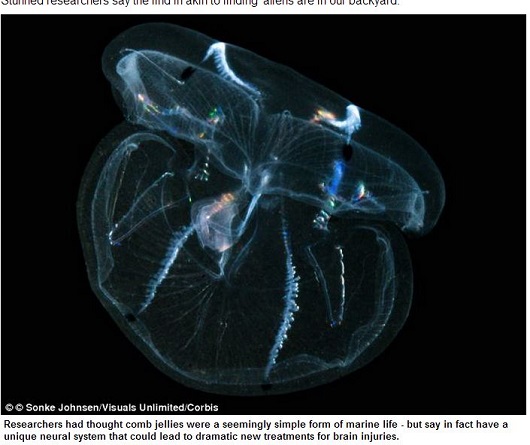 クラゲこそがエイリアンだった!? 脳を3日半で完全再生、特異な神経系が定説を覆す!!の画像1