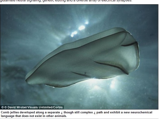 クラゲこそがエイリアンだった!? 脳を3日半で完全再生、特異な神経系が定説を覆す!!の画像2