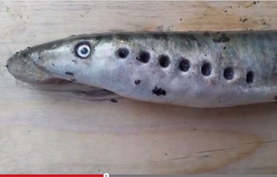 生きた「悪魔の魚」が空から雨のように降ってきた！恐怖で村中パニックの怪！の画像1