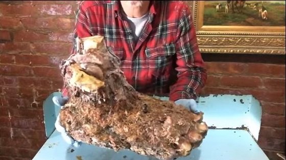 ビッグフットの手足と臓器が公開され、ギネス申請へ!? 父の遺言も「絶対に食べるな。毒だ、死ぬぞ」の画像2