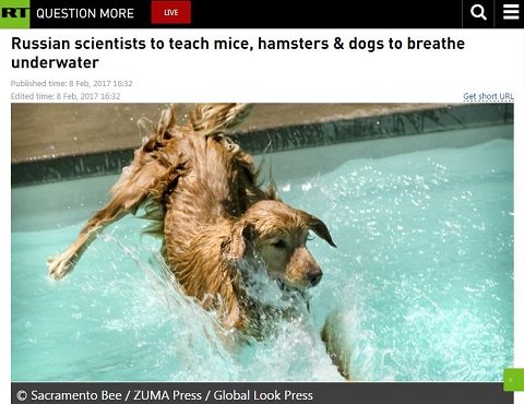 水中で呼吸する「液体呼吸」の動物実験をロシア研究所が開始！ 犬やハムスターが次々と成功、次は人間か!?の画像1