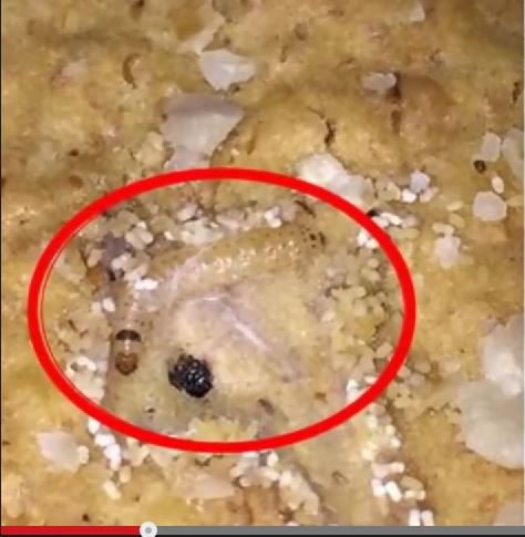 マクドナルドどころではない!? 世界のトンでもない異物混入事例ベスト6!!の画像3