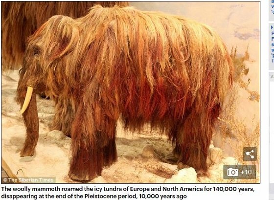 絶滅した「マンモスの毛」で作った111万円のニット帽が衝撃的に素朴！製作者「チクチクしてマッサージ効果もある」＝ロシアの画像4