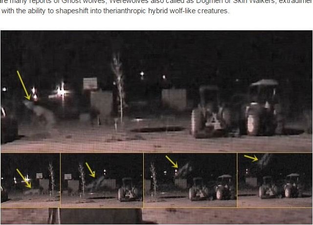 幻の幽霊オオカミ「ミシガン・ドッグマン」が宙を舞う瞬間を激撮！ ナバホ族も危惧する幻型生命体「シェイプシフター」との指摘も？の画像1