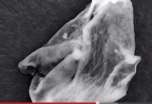 地球の生命の起源は地球ではなかった？ 宇宙由来の生命体が地表に降下している可能性？の画像1