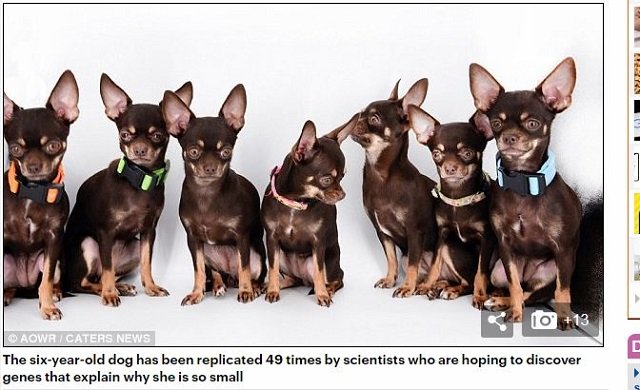 世界で一番クローンされている犬「ミラクル・ミリー」がヤバすぎる！ 戦慄のクローンペットビジネス最前線！の画像3