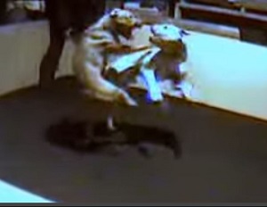 謎のネコ集団失踪事件、突然消えた221匹！ 犬の餌にされている可能性も？の画像2