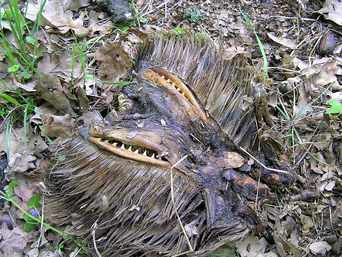 大きな2つの口、グロすぎる突起…この世のものとは思えない奇怪な何かが発見される＝ウクライナの画像1