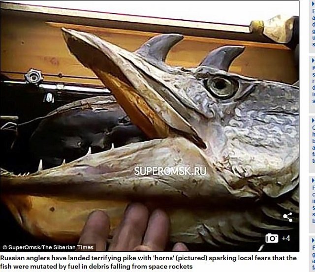 プーチンの極秘実験で誕生してしまった「グロすぎる魚」！ 突然変異の原因は落下したロケットの破片か!?の画像1