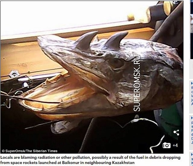 プーチンの極秘実験で誕生してしまった「グロすぎる魚」！ 突然変異の原因は落下したロケットの破片か!?の画像3