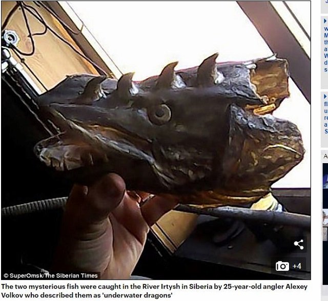 プーチンの極秘実験で誕生してしまった「グロすぎる魚」！ 突然変異の原因は落下したロケットの破片か!?の画像4