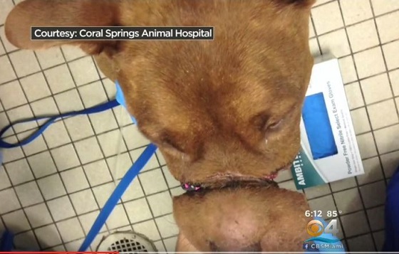 【閲覧注意】虐待された犬の口がもげそうに＝米・フロリダの画像1