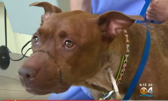 【閲覧注意】虐待された犬の口がもげそうに＝米・フロリダの画像2
