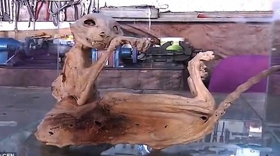 トルコの地下室で見つかった「招き猫のミイラ」！ 1000年前に生息していた巨大ノラ猫か？の画像1