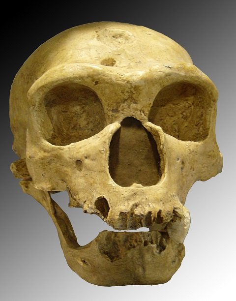 「ネアンデルタール人の蘇生」をハーバード大が計画！ 代理母に産ませて誕生、現代人と対面へ！の画像1