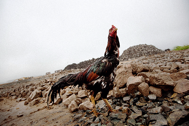 東日本大震災、見えないボーダーに気をつけろ ― 写真家・新納翔が見た「津波最終到達地点」ヨッシーランドの画像2