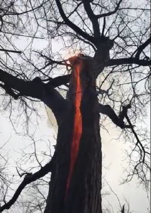 【衝撃動画】幹の内側だけメラメラ燃える「悪魔の木」!? 魔女の仕業か、自然現象か？＝米・オハイオ州の画像1