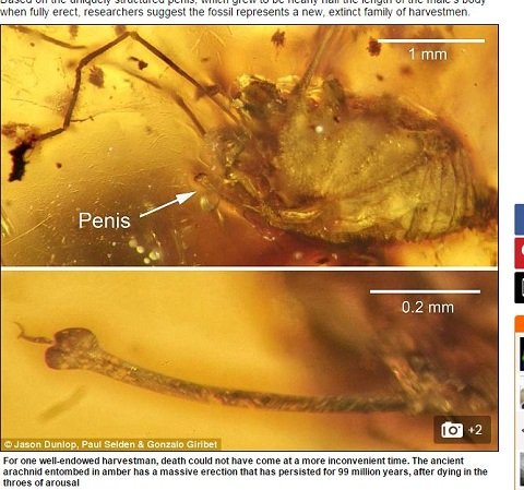 あそこをフル勃起させたまま化石になってしまったザトウムシは今…の画像1