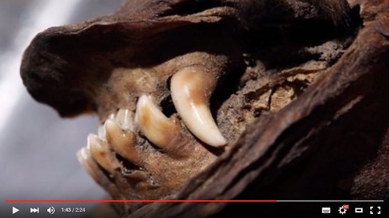 まるで生きているみたい！　1万2,000年前の「子犬のミイラ」が永久凍土で発見される＝シベリアの画像2