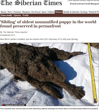 まるで生きているみたい！　1万2,000年前の「子犬のミイラ」が永久凍土で発見される＝シベリアの画像1