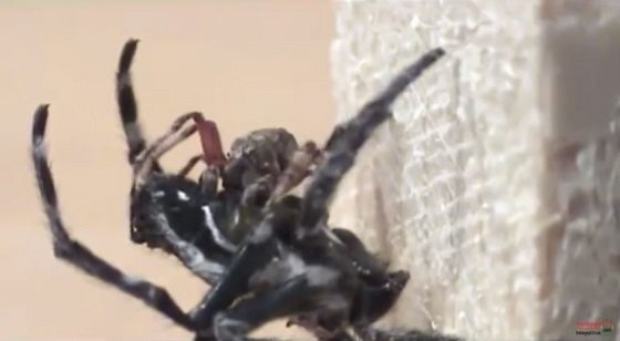 メスがオスにクンニ奉仕を強要する蜘蛛が発見される！ 唾液を垂らして局部を舐める驚きの理由とは？の画像1