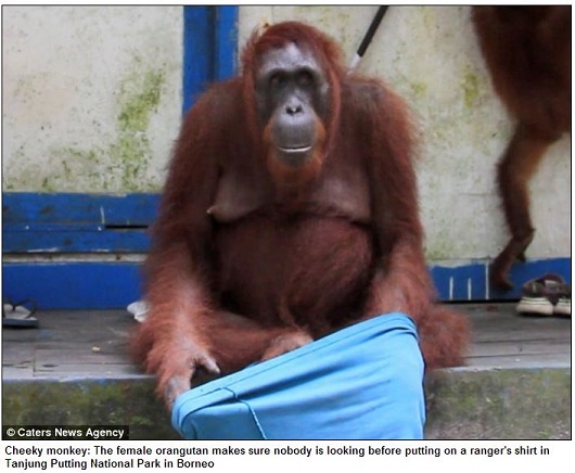 頭良すぎる類人猿!?  ポロシャツを着こなすお洒落なオランウータン！の画像1