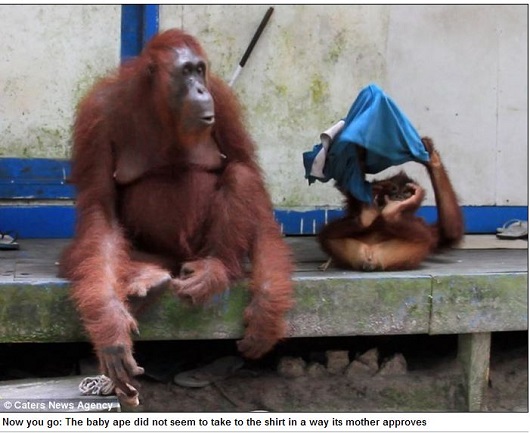 頭良すぎる類人猿!?  ポロシャツを着こなすお洒落なオランウータン！の画像8