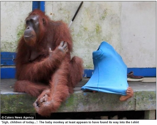 頭良すぎる類人猿!?  ポロシャツを着こなすお洒落なオランウータン！の画像9