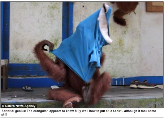 頭良すぎる類人猿!?  ポロシャツを着こなすお洒落なオランウータン！の画像2