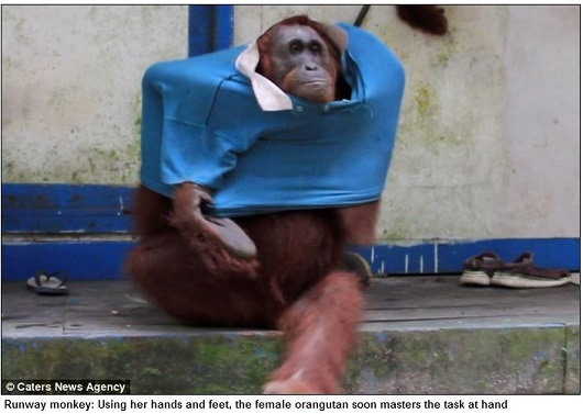 頭良すぎる類人猿!?  ポロシャツを着こなすお洒落なオランウータン！の画像3