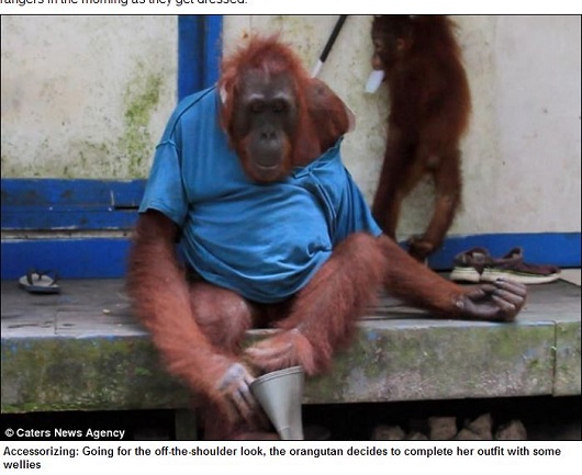 頭良すぎる類人猿!?  ポロシャツを着こなすお洒落なオランウータン！の画像4