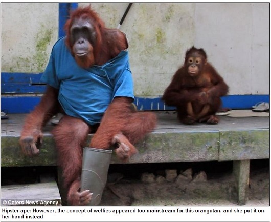 頭良すぎる類人猿!?  ポロシャツを着こなすお洒落なオランウータン！の画像5