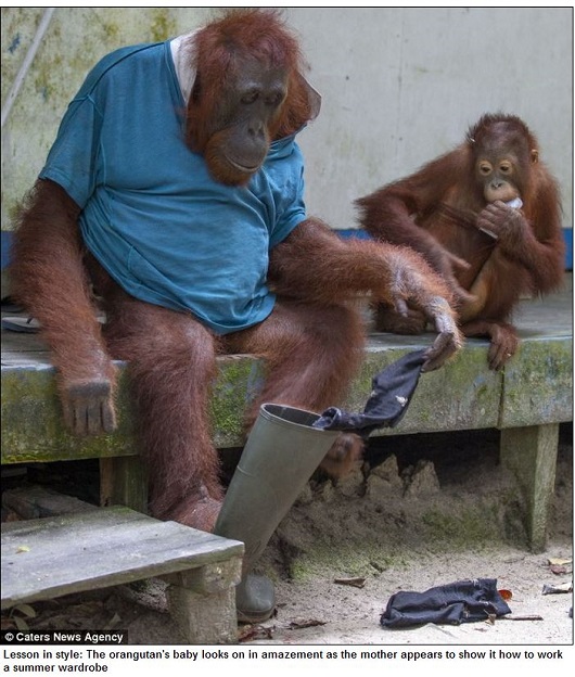 頭良すぎる類人猿!?  ポロシャツを着こなすお洒落なオランウータン！の画像6