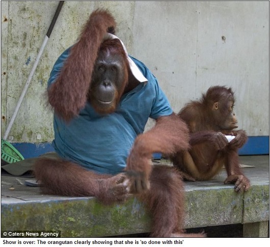 頭良すぎる類人猿!?  ポロシャツを着こなすお洒落なオランウータン！の画像7