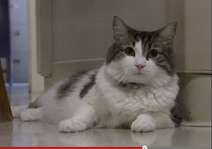 人の死がわかる猫「オスカー」 〜猫と超能力〜の画像1