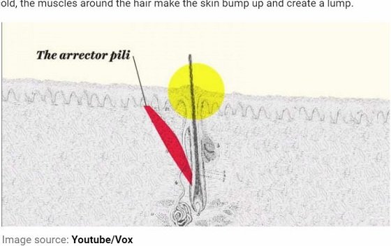 あなたが進化系人類かどうか一発判定する簡単テスト！ たった3％の超特別な人だけが捨て去った「長掌筋」の神秘の画像3