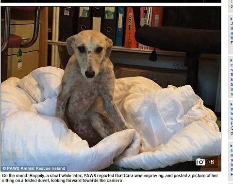 痩せ細り、毛も抜かれ… 虐待を受けたトラウマ犬が人間を拒絶する様子とは？の画像1