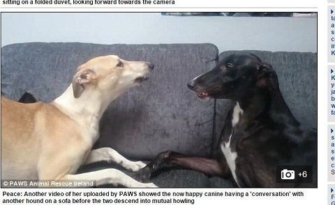 痩せ細り、毛も抜かれ… 虐待を受けたトラウマ犬が人間を拒絶する様子とは？の画像2